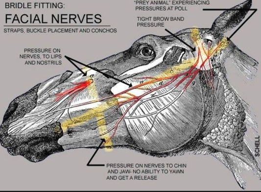 Temporomandibular Joints