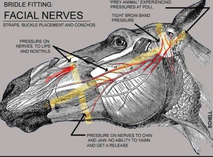 Temporomandibular Joints