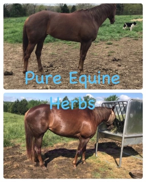 Hindgut Restore